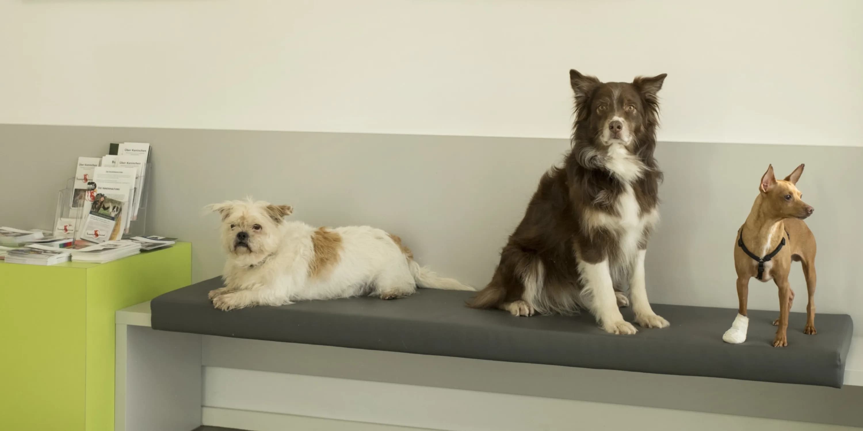 Image containing animals